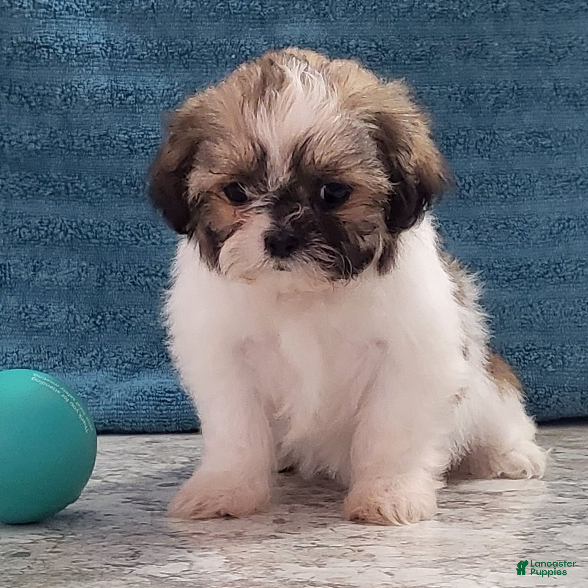 Teddy Bear dogs Lila  - Ad 1