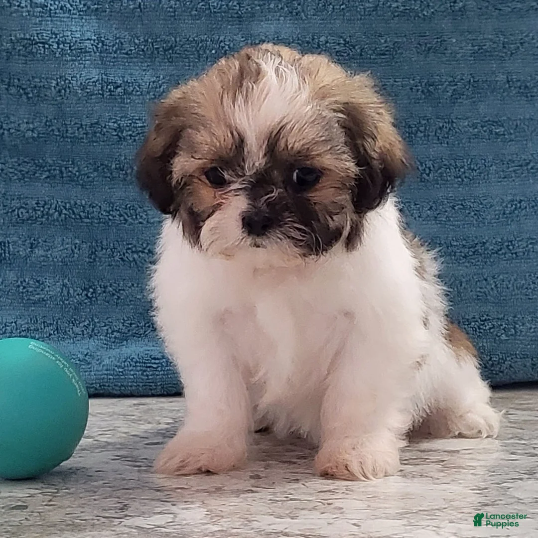 Teddy Bear dogs for sale: Lila  - Ad 1