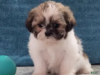 Teddy Bear dogs for sale: Lila - Ad 2