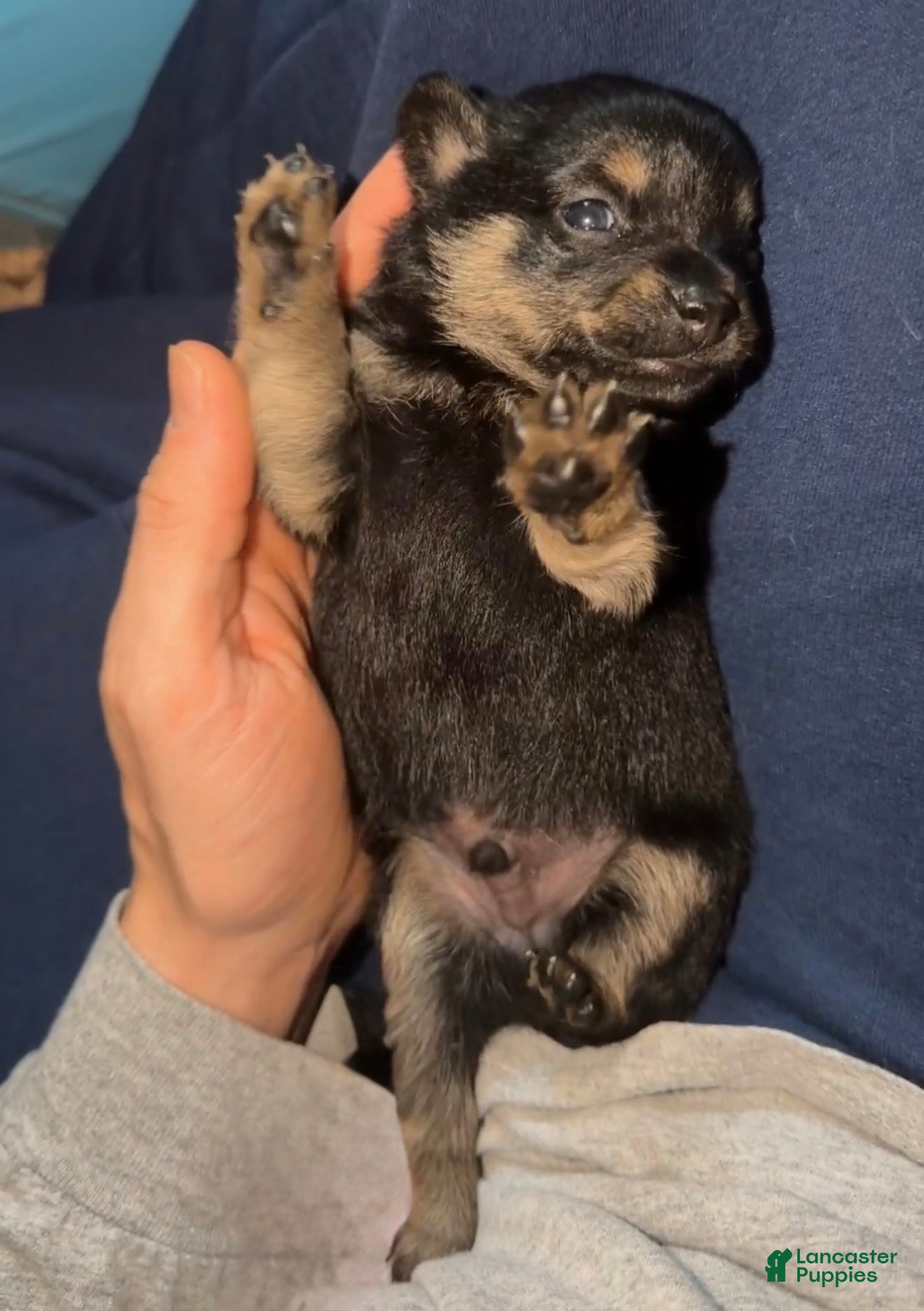 Chihuahua dogs Fern - Ad 29