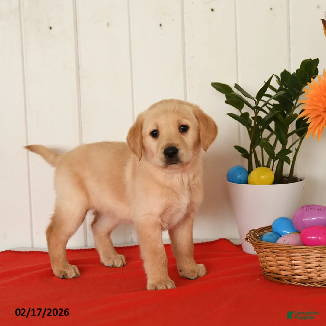 Goldador dogs for sale: Kozy - Ad 4