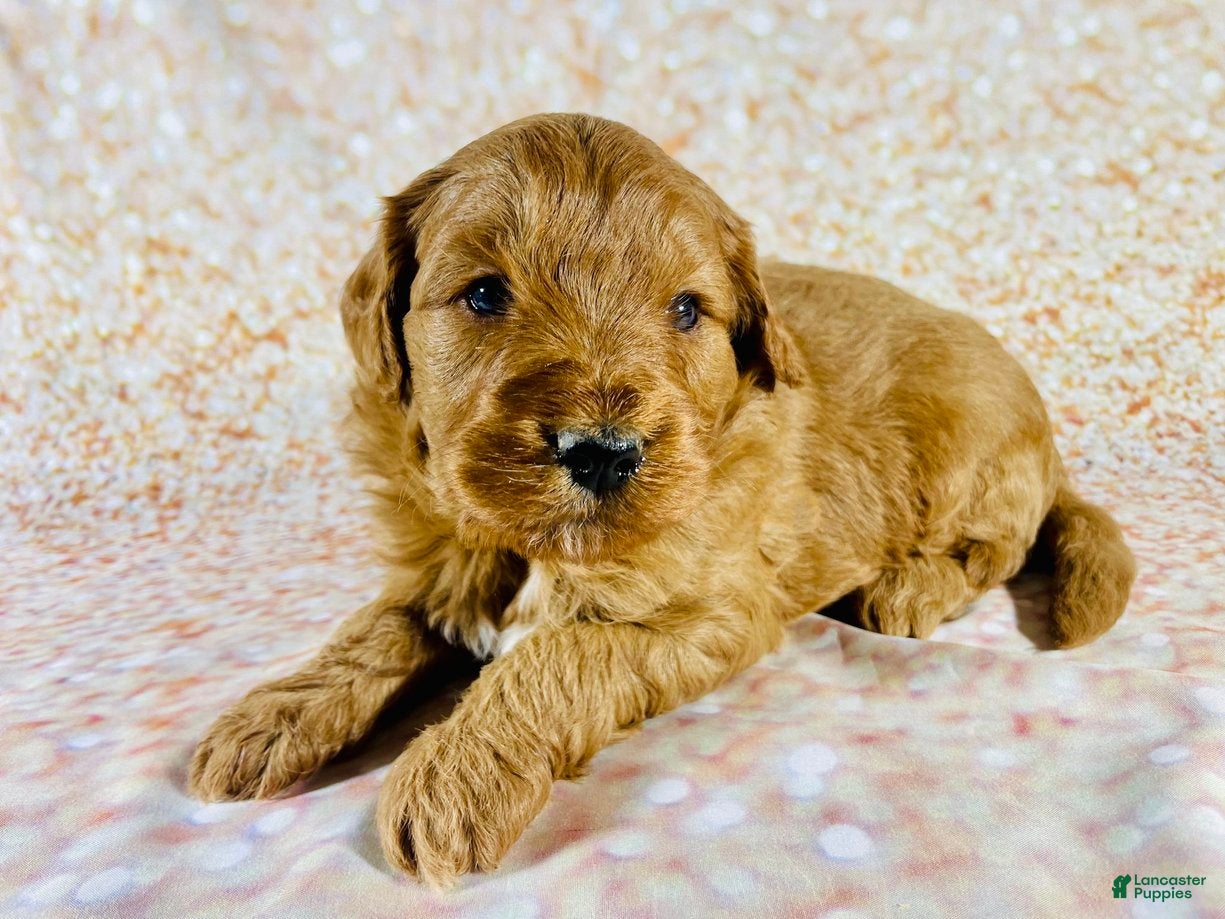 Goldendoodle dogs Gru - Ad 11