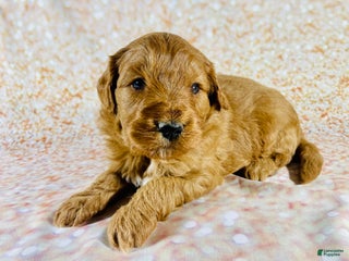Goldendoodle dogs for sale: Gru - Ad 2