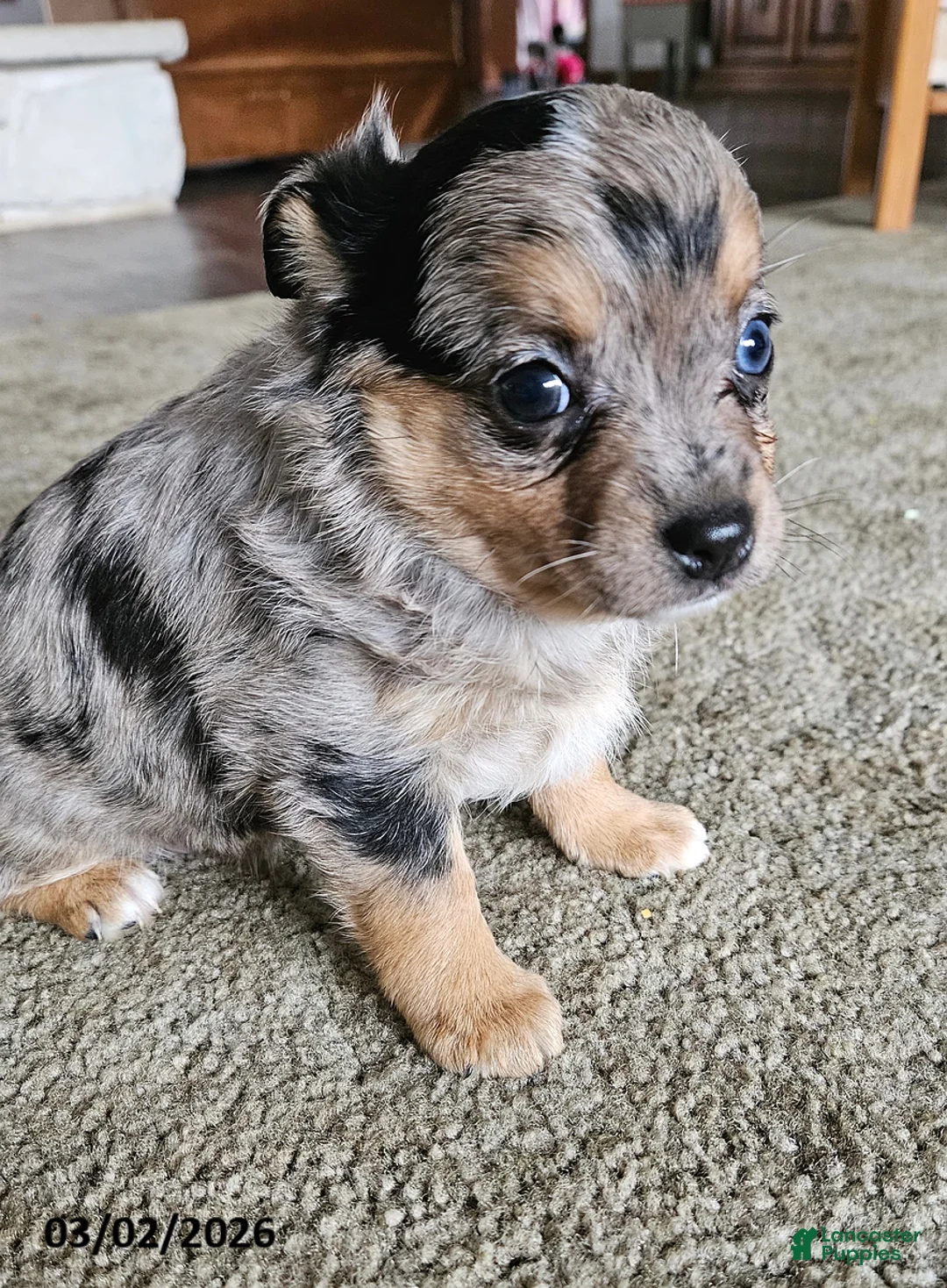 Mixed Breed dogs for sale: Siggy - Ad 1