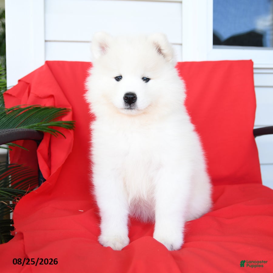 Samoyed dogs Lucy - Ad 2
