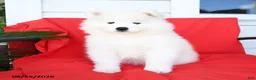 Samoyed dogs for sale: Lucy - Ad 2