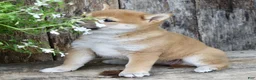 Shiba Inu dogs for sale: Cookie - Ad 3
