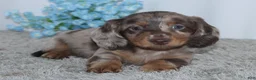 Miniature Dachshund dogs for sale: Riley - Ad 1