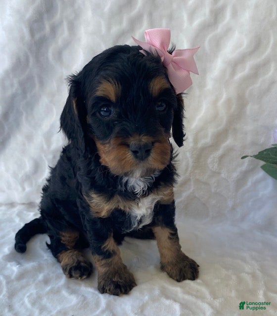 Cavapoo dogs Nelly- Black tri - Ad 1