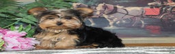Yorkshire Terrier dogs for sale: Cutie - Ad 3
