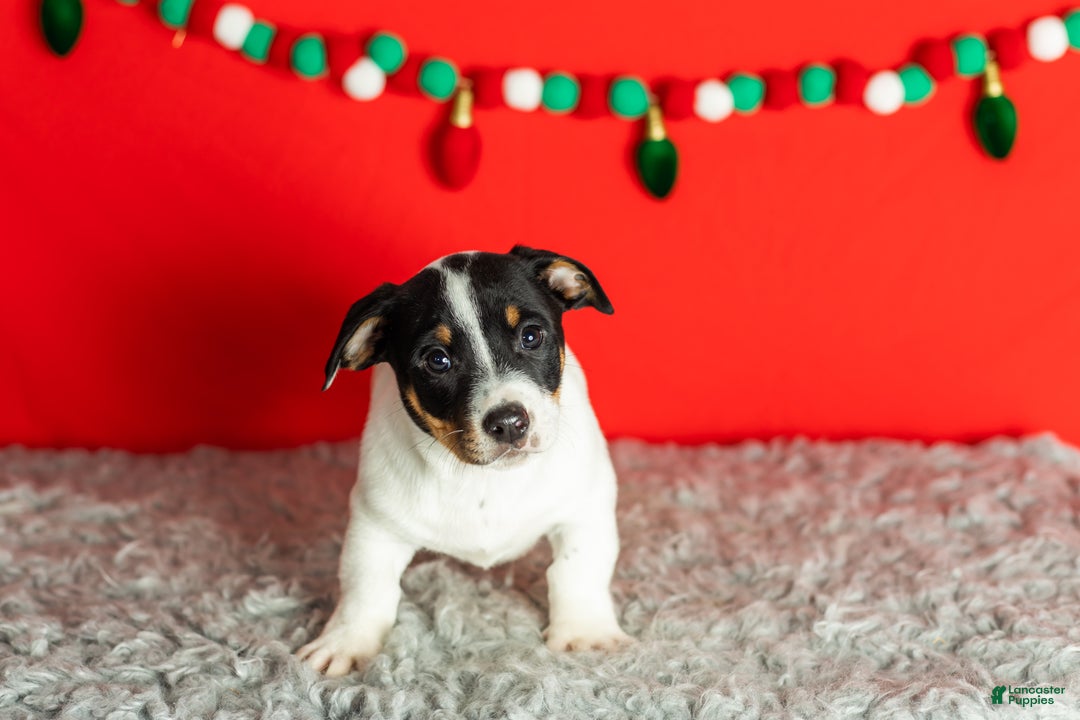 Mixed Breed dogs for sale: Benny - Ad 2