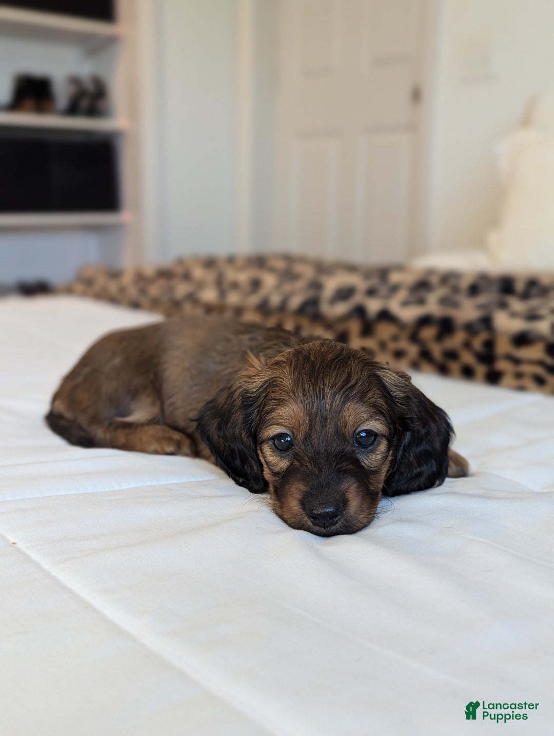 Dachshund dogs for sale: Blossom  - Ad 1