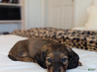 Dachshund dogs Blossom - Ad 18