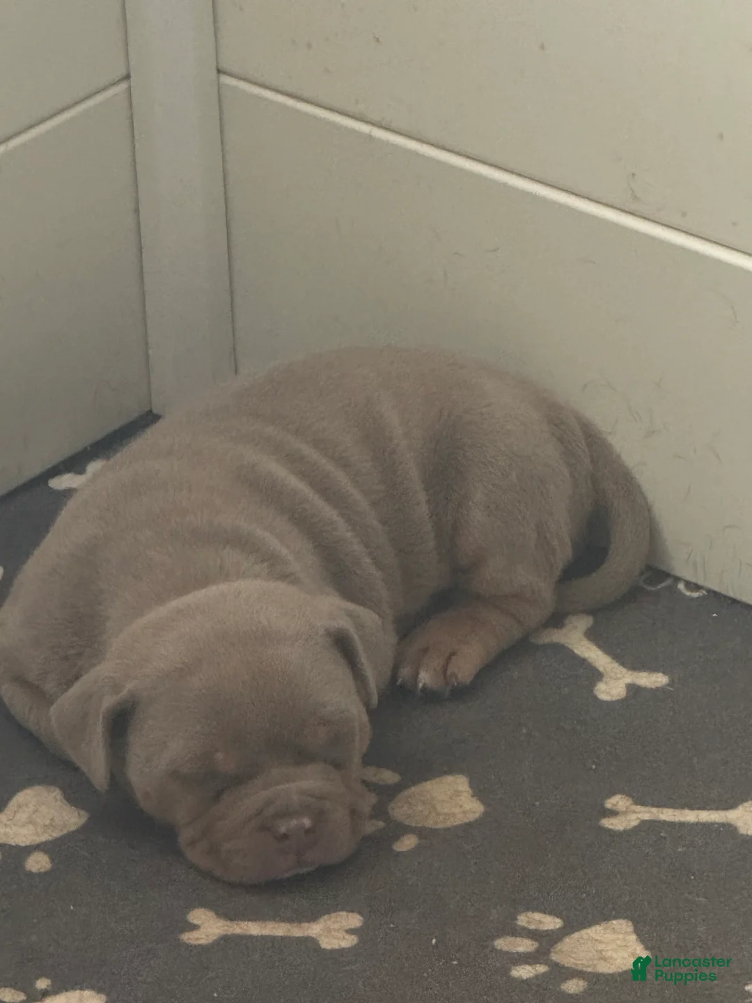 American Bully dogs for sale: American Bully Puppy 1 - Ad 1