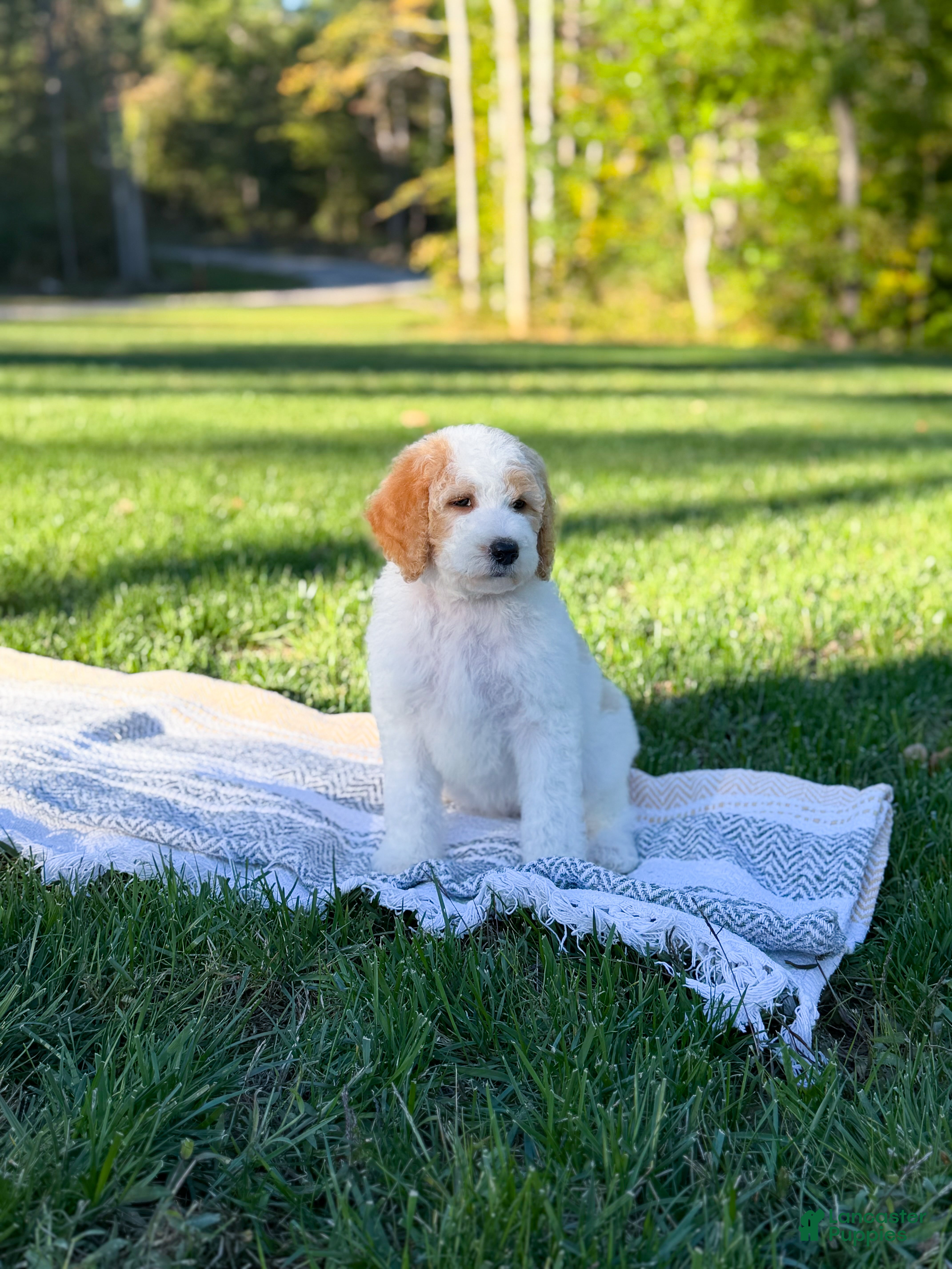 Goldendoodle dogs Hello I’m Ranger🩵 - Ad 2