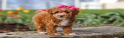 Miniature Poodle dogs for sale: Colleen - Ad 6