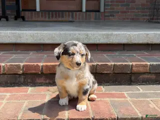 Mixed Breed dogs for sale: Angel - Ad 1