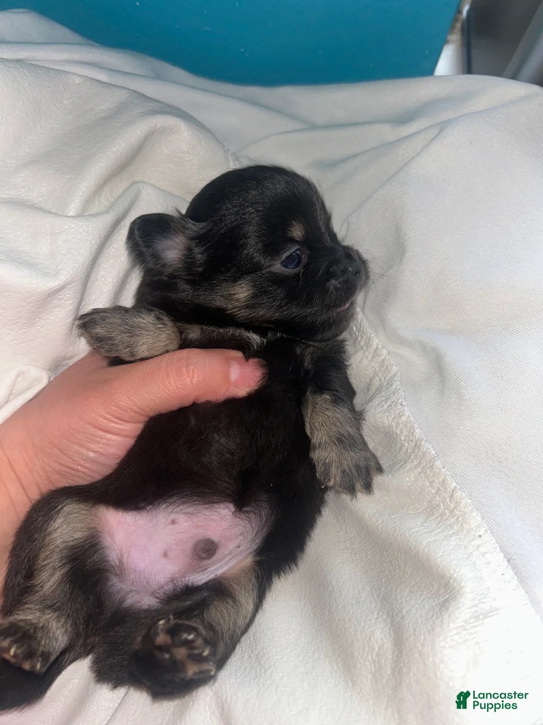 Chihuahua dogs for sale: Chihuahua Puppy 2 - Ad 1