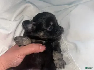 Chihuahua dogs Chihuahua Puppy 2 - Ad 24