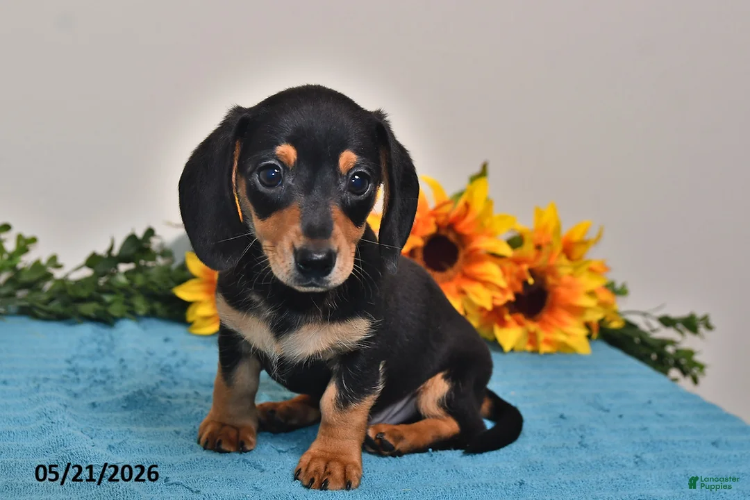 Miniature Dachshund dogs for sale: Benji - Ad 5