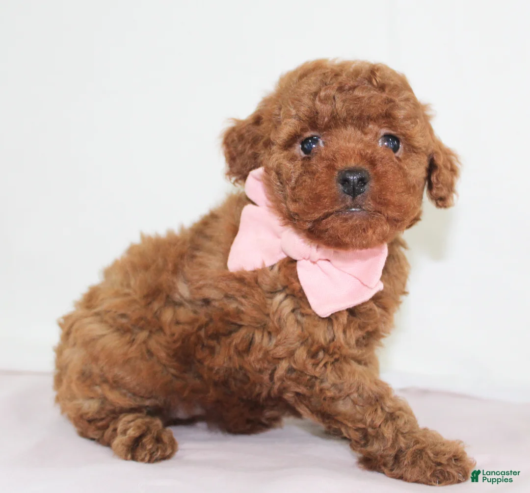 Toy Poodle dogs for sale: Tiny Maddie, Full AKC - Ad 5