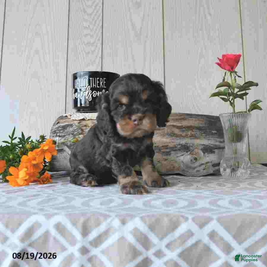 Cocker Spaniel dogs Coco  - Ad 1