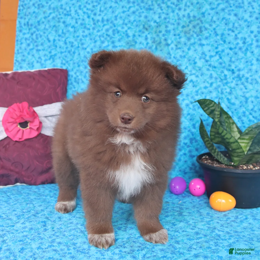 Pomsky dogs for sale: Winnie - Ad 5