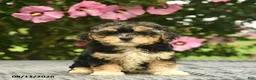 Mixed Breed dogs for sale: Alyssa  - Ad 1