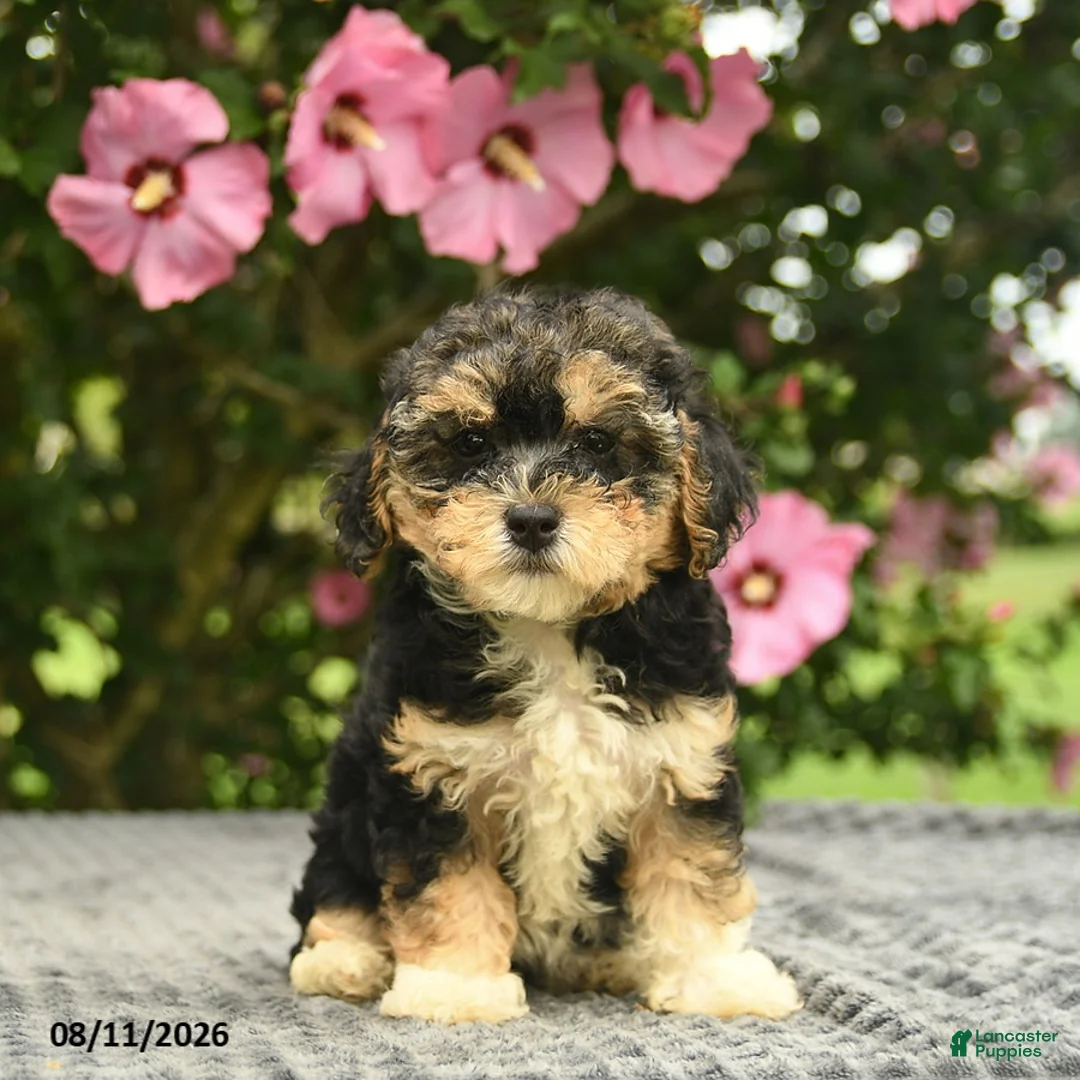 Mixed Breed dogs for sale: Alyssa  - Ad 1