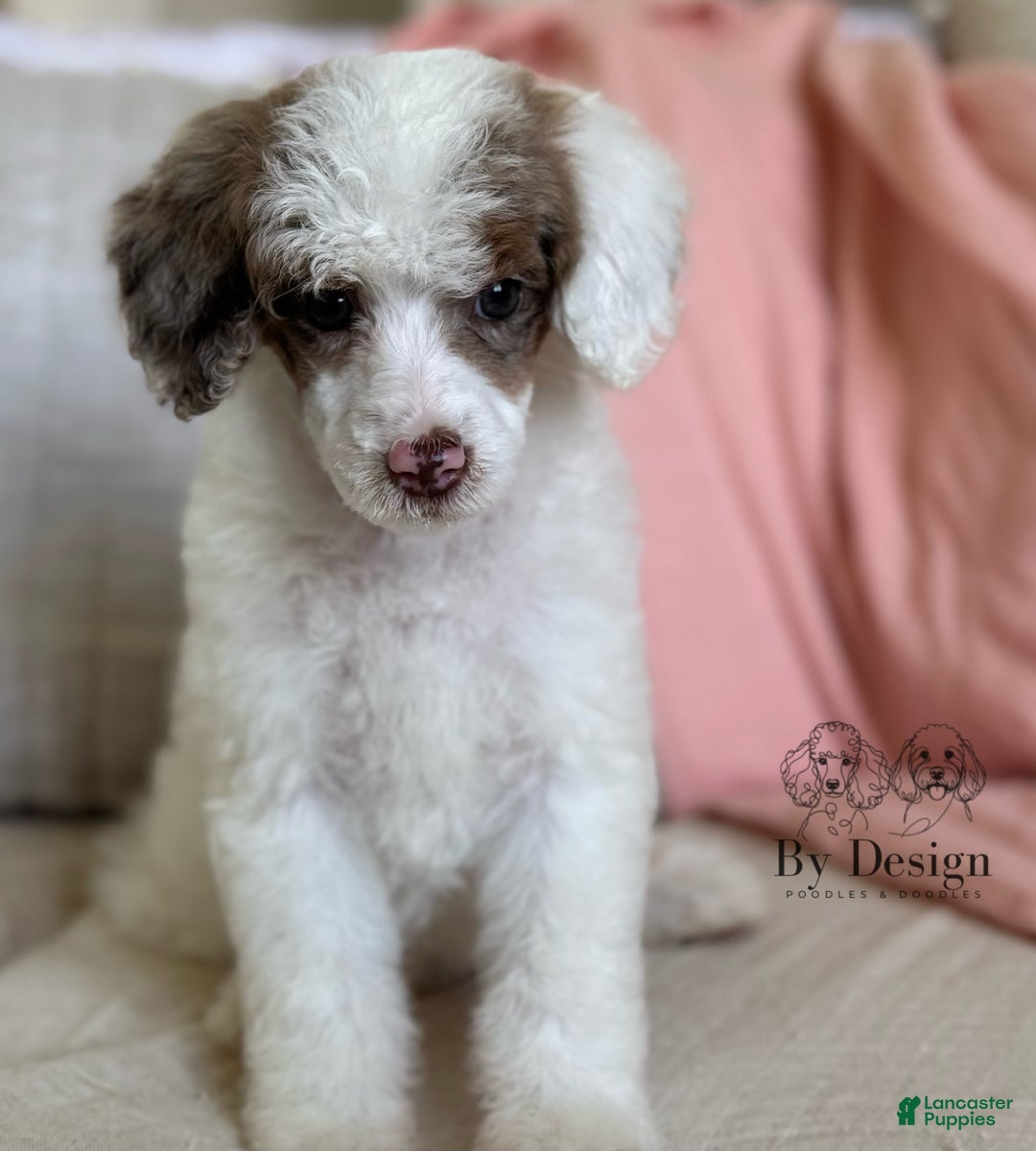 Merle Standard Poodle Puppies Moyen Puppies Moyen Poodle Puppies
