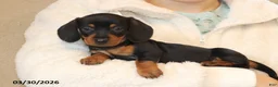 Miniature Dachshund dogs for sale: Ava  - Ad 2