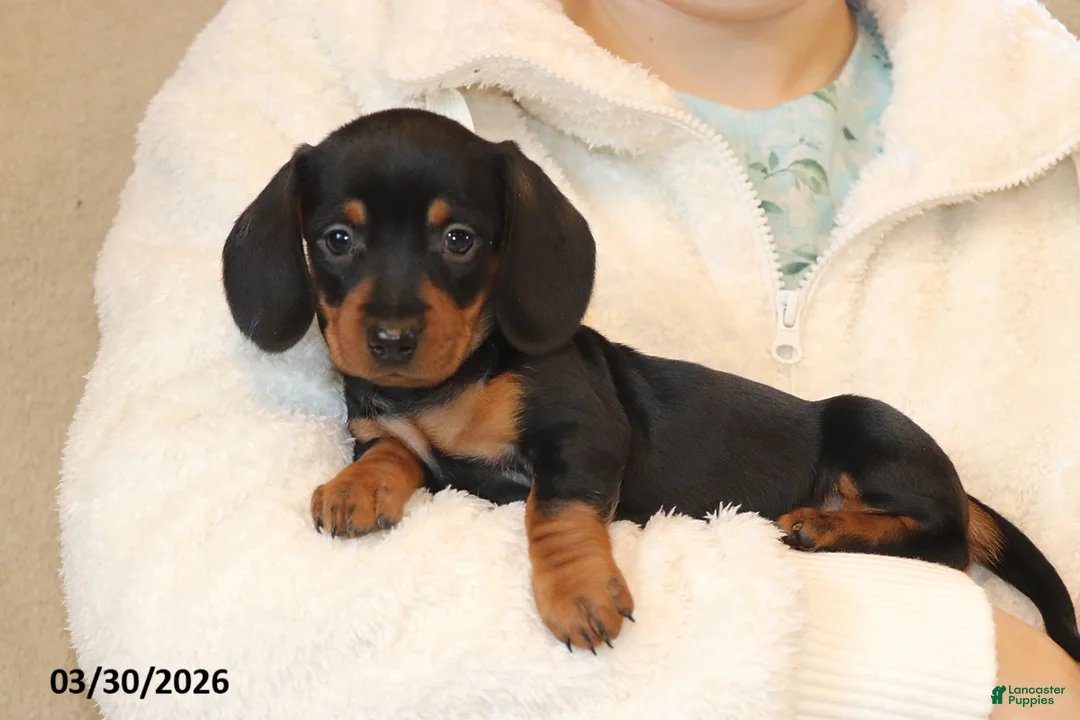 Miniature Dachshund dogs for sale: Ava  - Ad 2