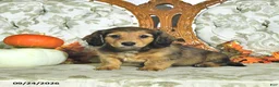 Miniature Dachshund dogs for sale: Willow - Ad 3
