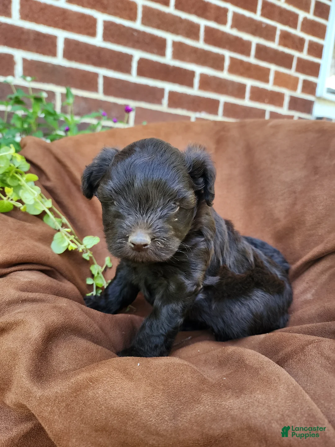 Pomapoo dogs for sale: Silky  - Ad 1