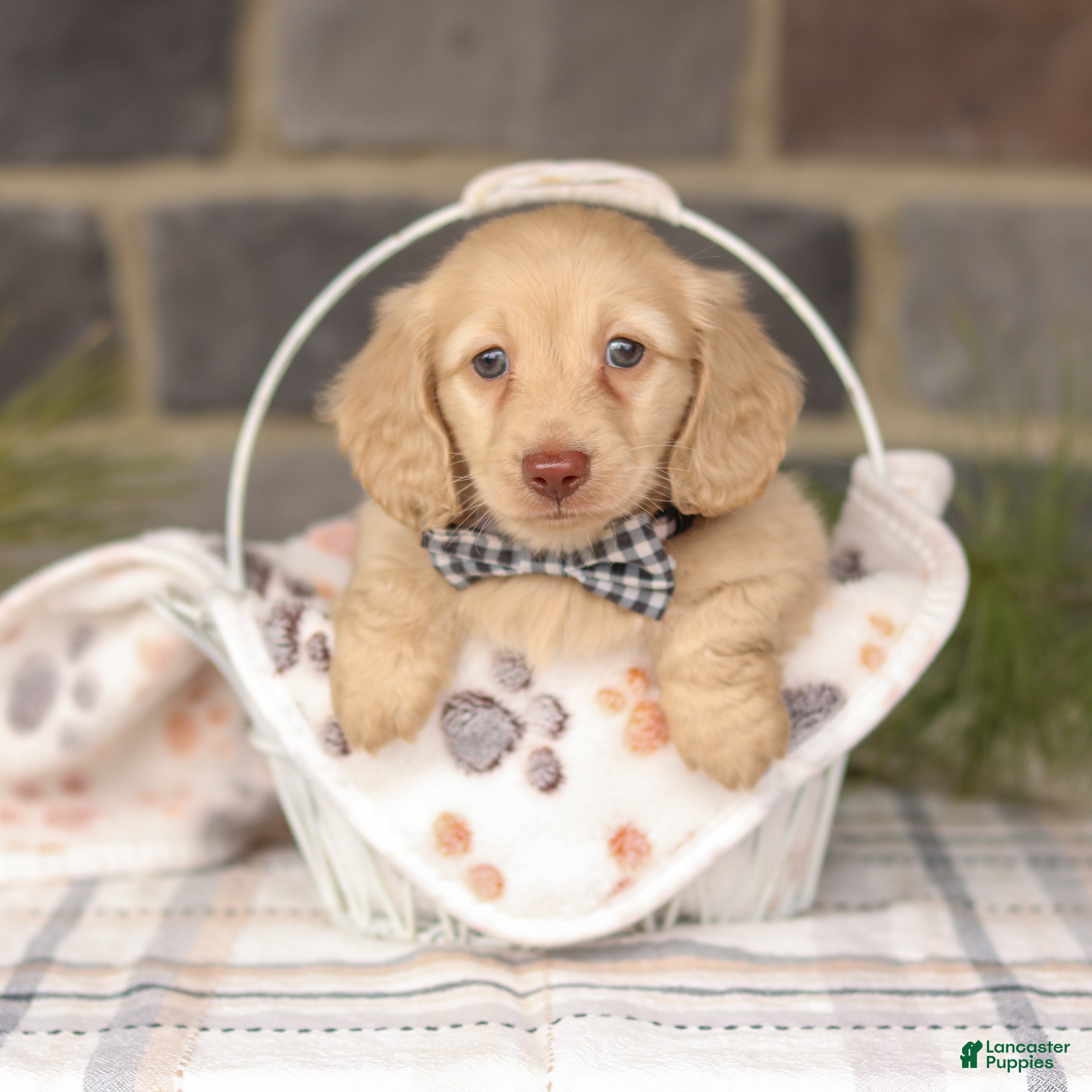 Miniature Dachshund dogs Bruno  - Ad 1