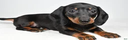 Dachshund dogs for sale: Remi - Ad 3