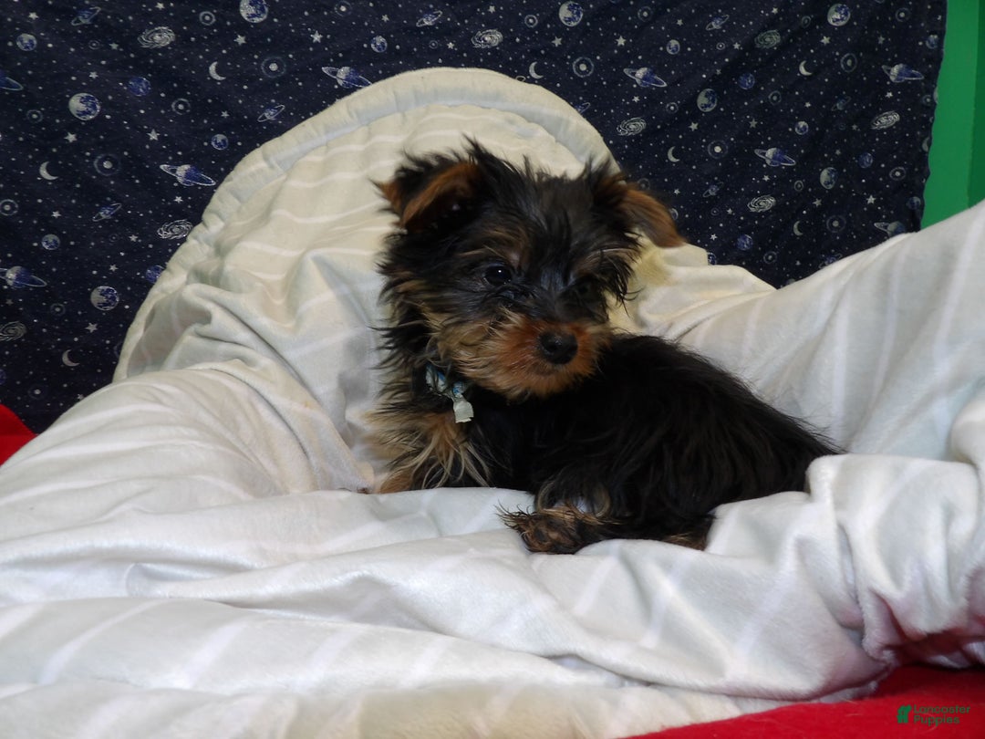 Yorkshire Terrier dogs for sale: Jack - Ad 1