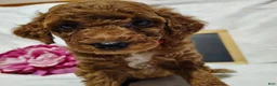 Mini Goldendoodle dogs for sale: Bella - Ad 1