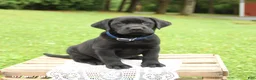 Labrador Retriever dogs for sale: Max - Ad 5
