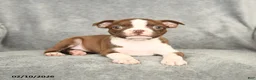Boston Terrier dogs for sale: Daffodil - Ad 3