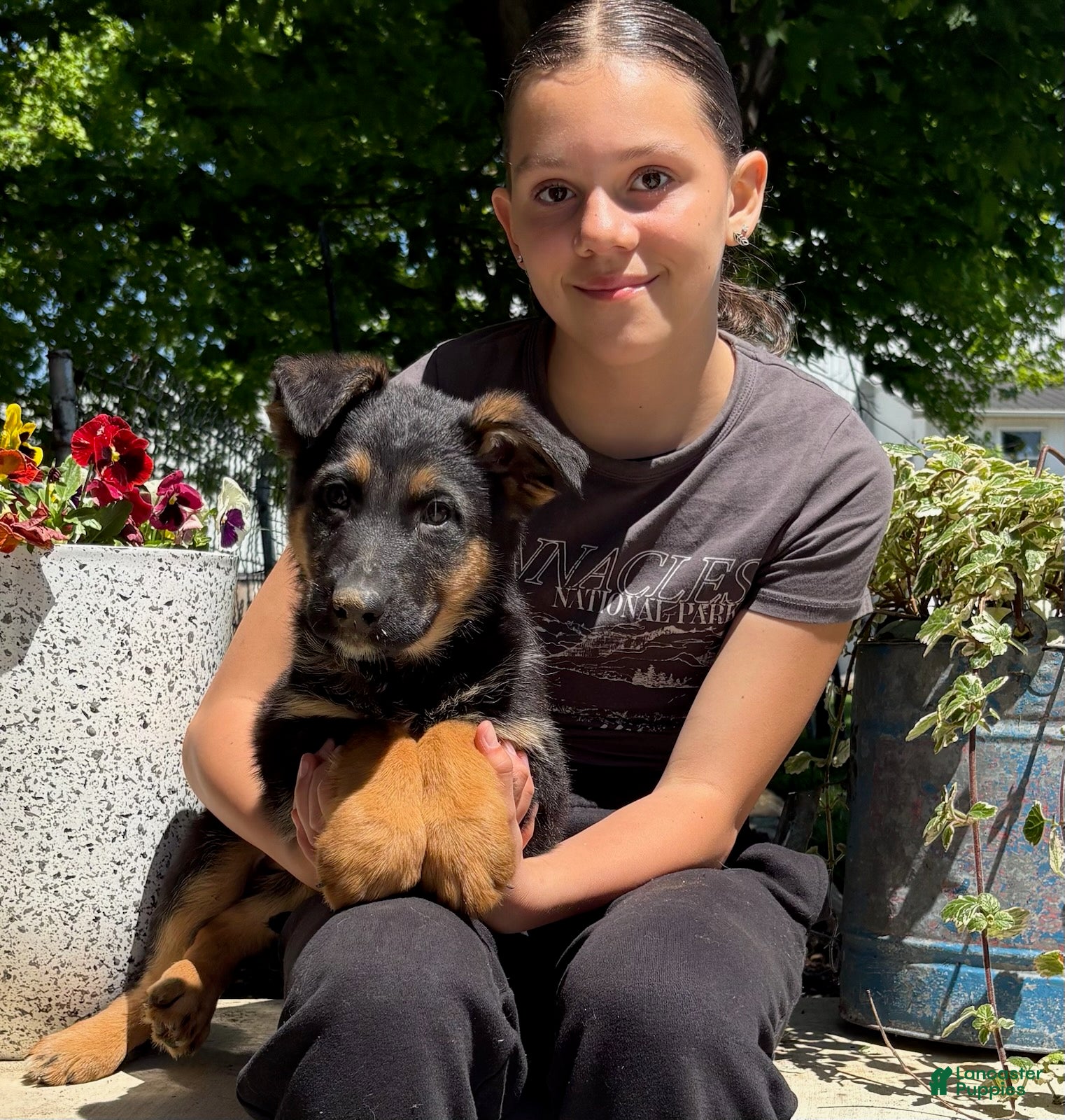German Shepherd dogs Orim - Ad 31