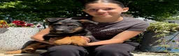 German Shepherd dogs for sale: Orim - Ad 1
