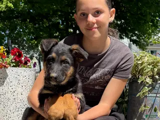 German Shepherd dogs Orim - Ad 8