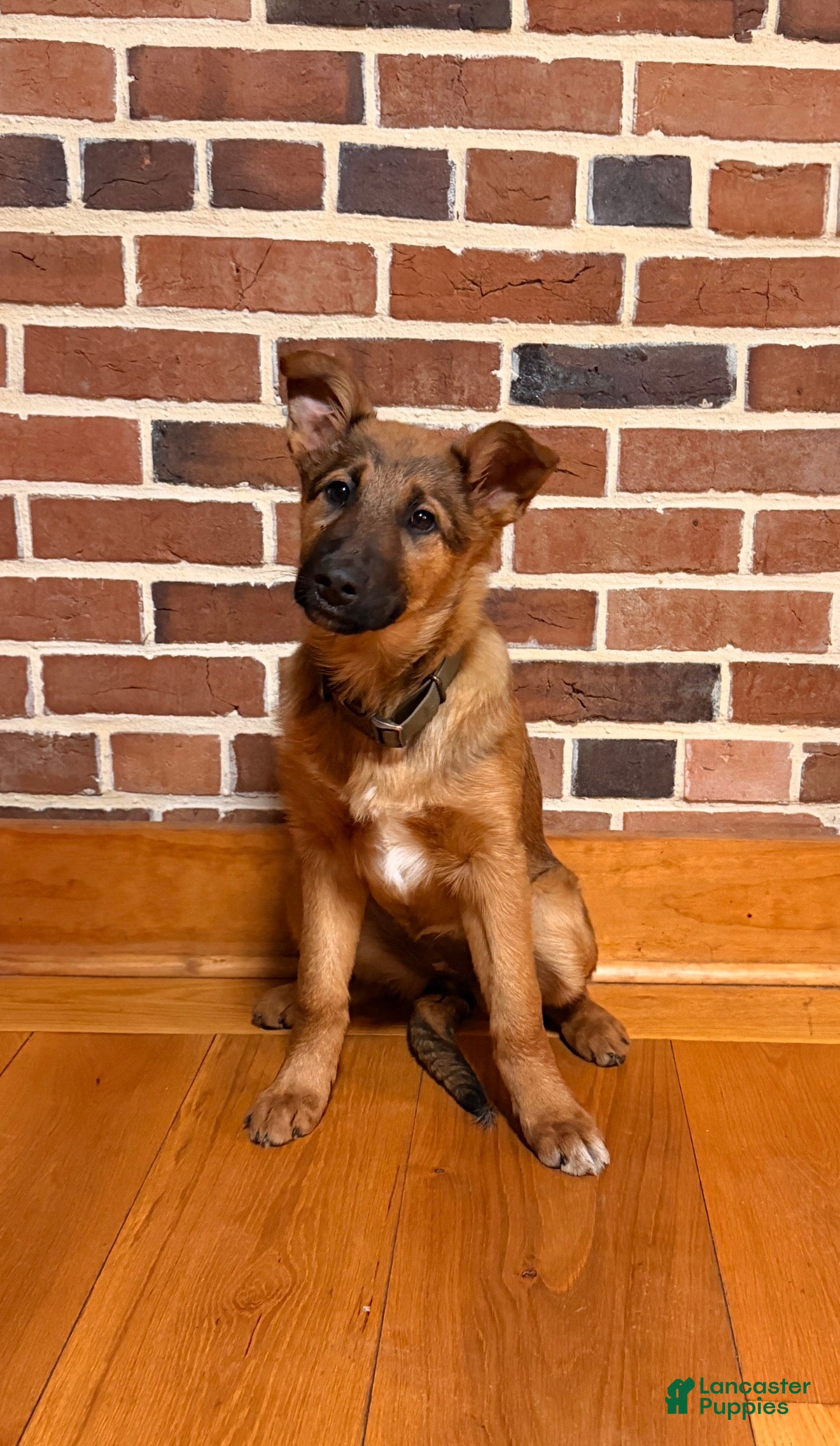 Mixed Breed dogs Mixed Breed Puppy 1 - Ad 1