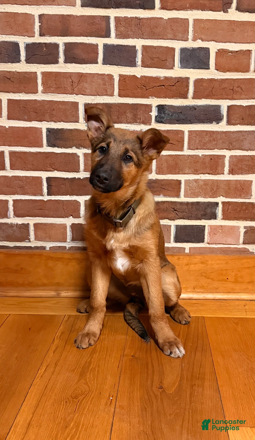 Mixed Breed dogs for sale: Mixed Breed Puppy 1 - Ad 1
