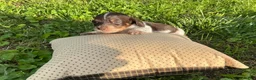 Miniature Dachshund dogs for sale: Princess - Elegant AKC Long-Haired Chocolate & White Piebald - Ad 3
