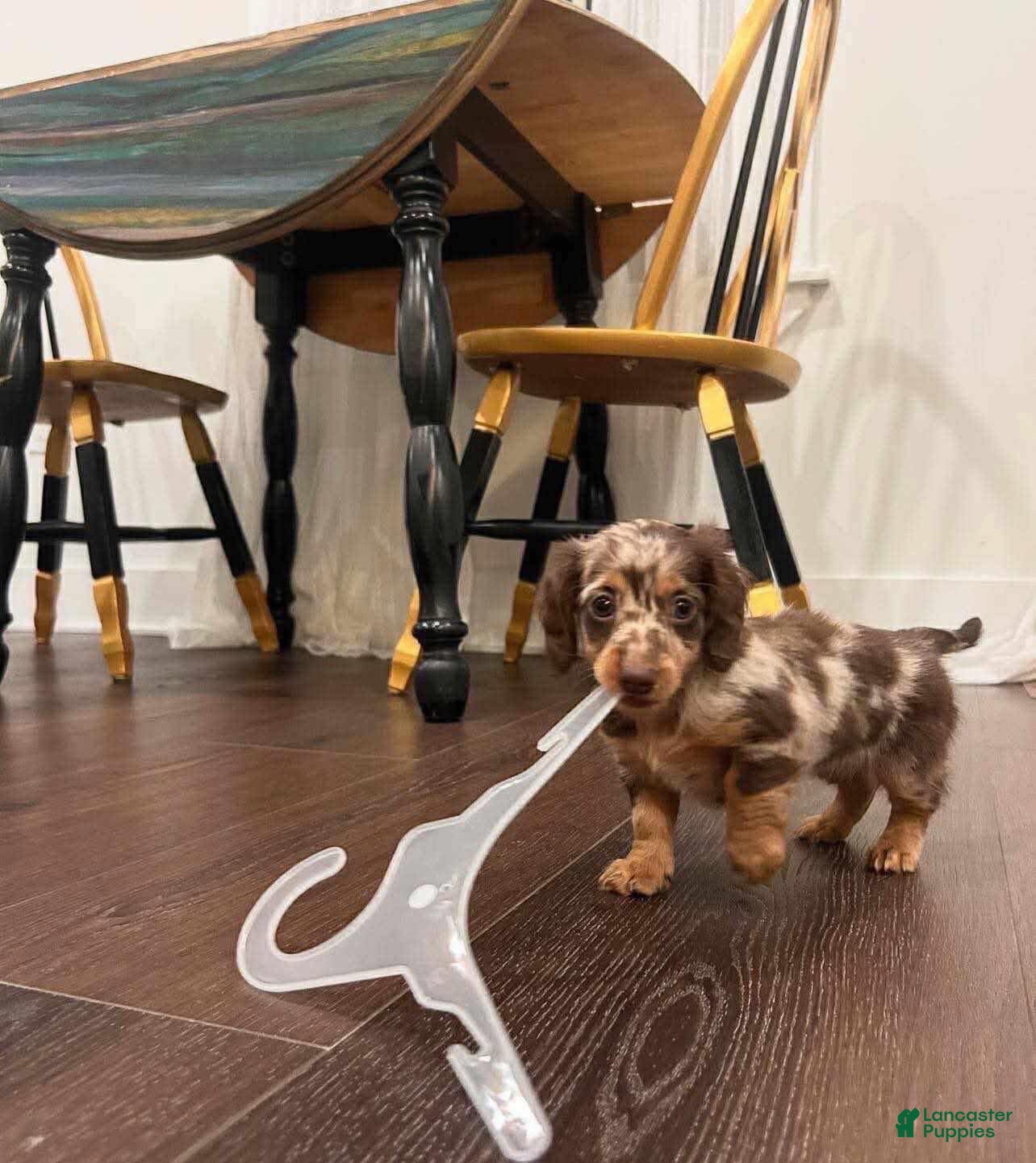 Dachshund dogs  Bingo  - Ad 41