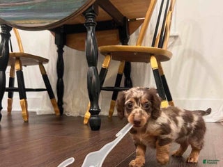 Dachshund dogs Bingo - Ad 41