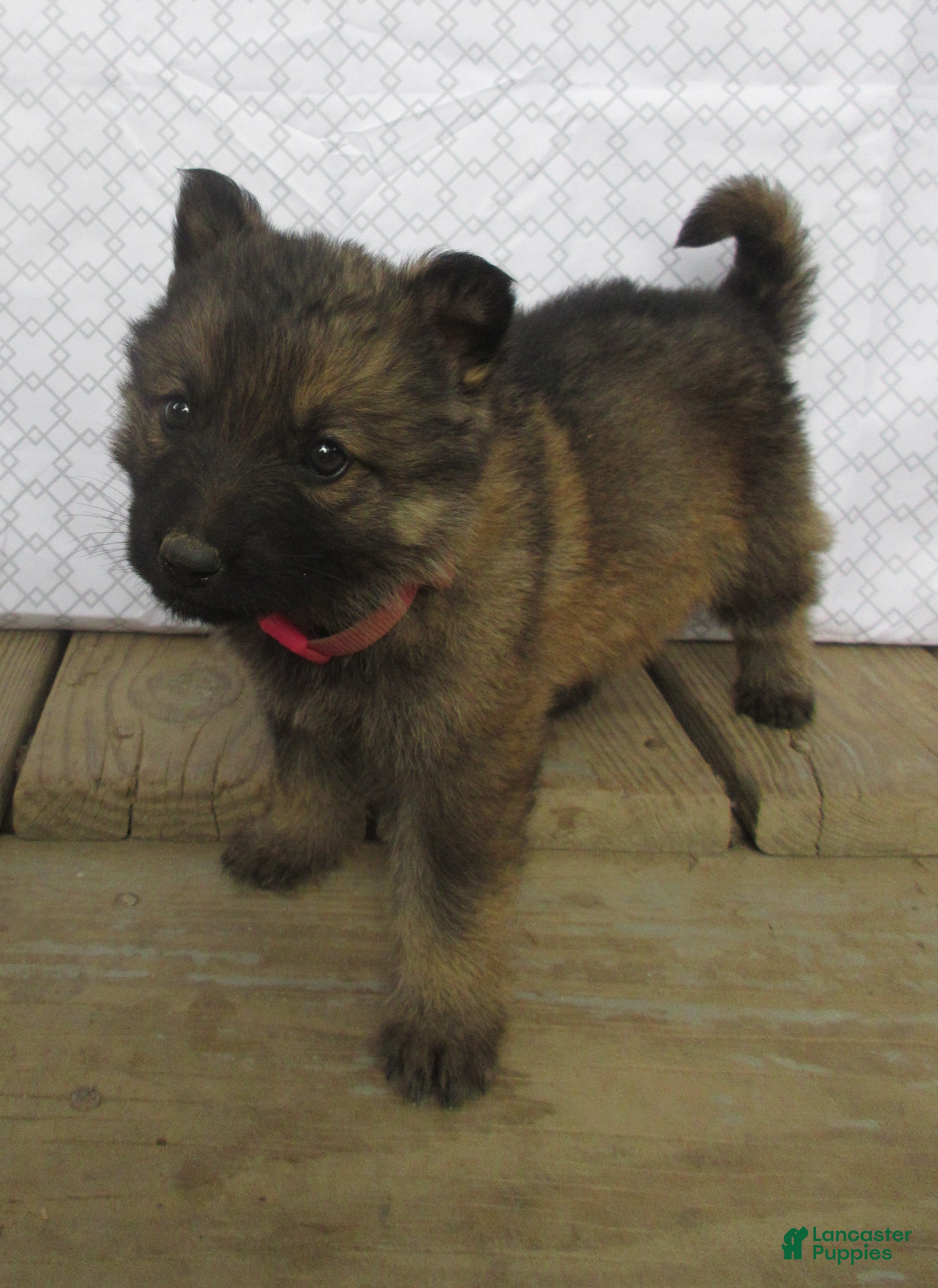 German Shepherd dogs Lucy - Ad 1