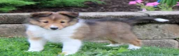Shetland Sheepdog dogs for sale: Liberity - Ad 3